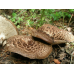 Мицелий Ежовика пестрого / Ежовик чешуйчатый (Sarcodon imbricatus)